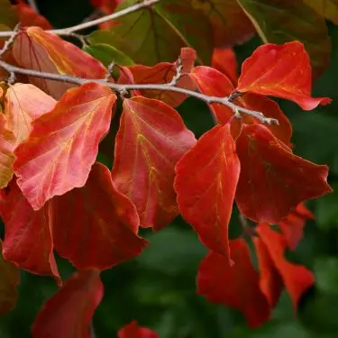 XXL prydbuske - tænk stort fra starten!